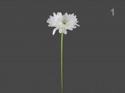 Gerbera 43cm ST-3250