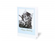 Képeslap cicás kék Happy Birthday + boríték 12x17cm 237213